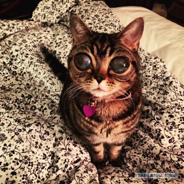 12 самых популярных котов интернета