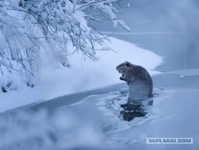 Подборка картинок