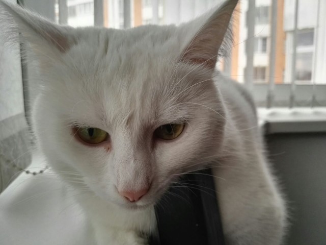 Мой кот, мои правила!