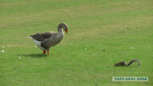 Флорида.Орландо.