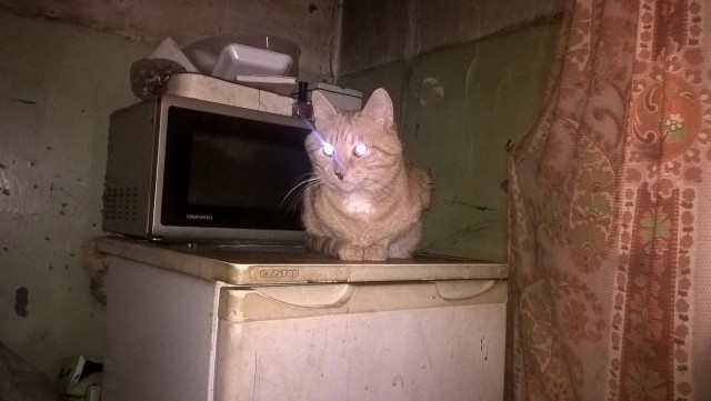Котовторник 12.07.2016