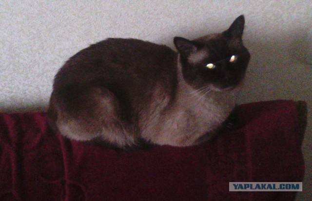 Cамый злой кот в мире