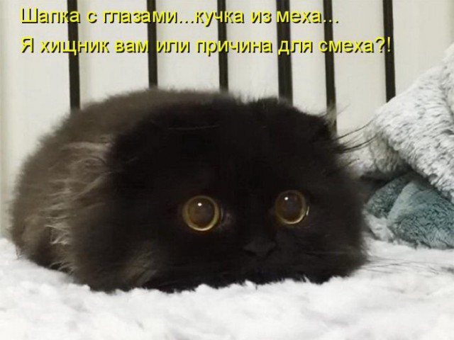 Коты из сети