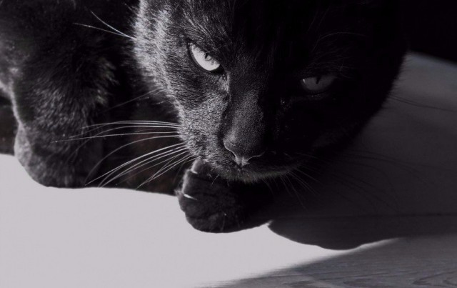 Коты из сети