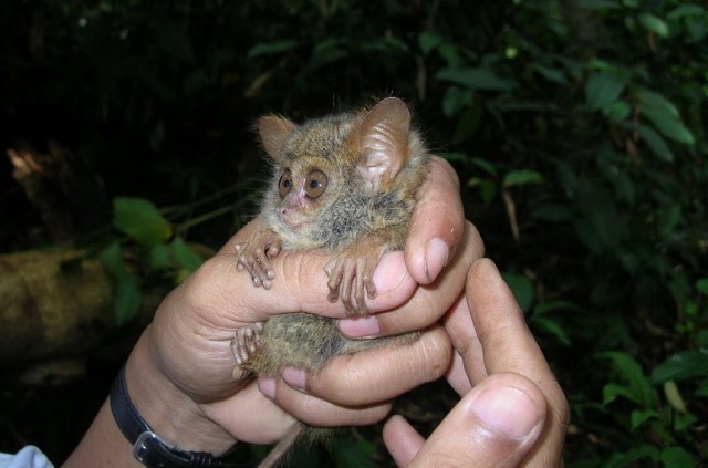 Долгопяты (лат. Tarsius)