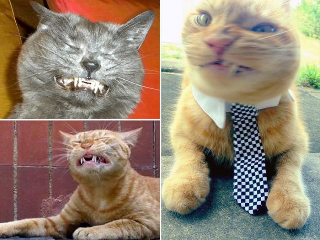 Коты и Кошки