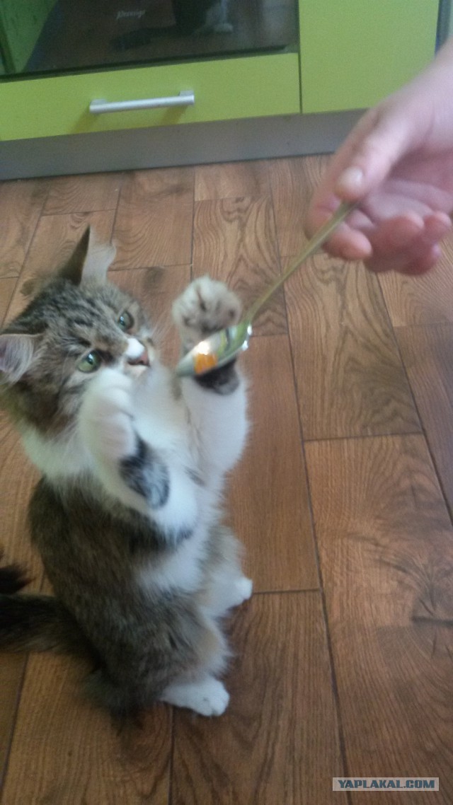 Котовторник 18.04.2017