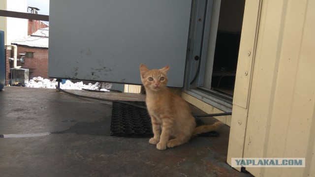 Котовторник  25.07.2017