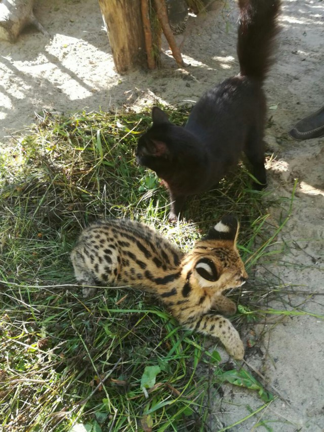 В Новосибирске кошки выкормили детёнышей сервала и каракала