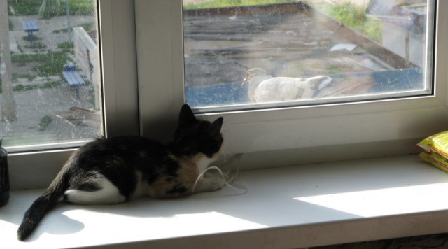 Котовторник  10.10.2017