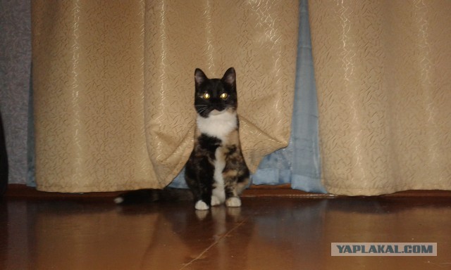 Котовторник