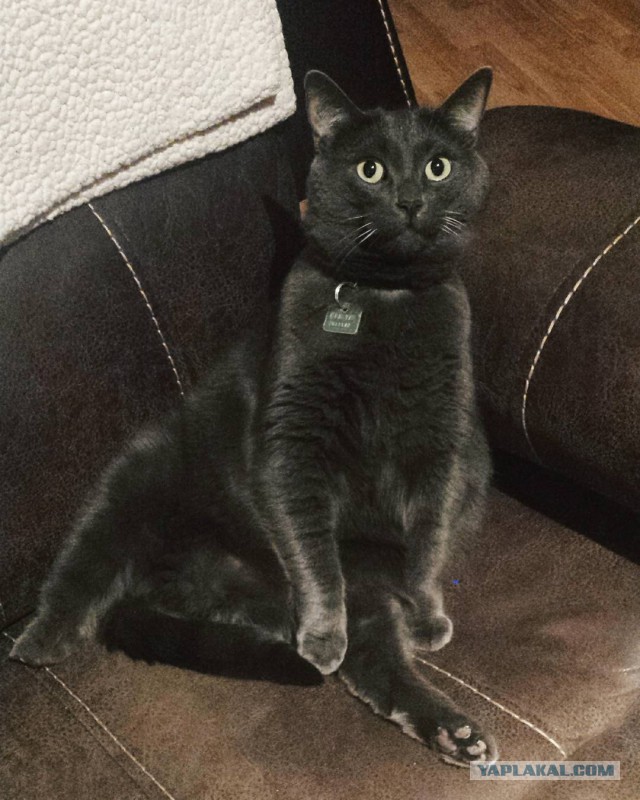 Котовторник 28.11.2017