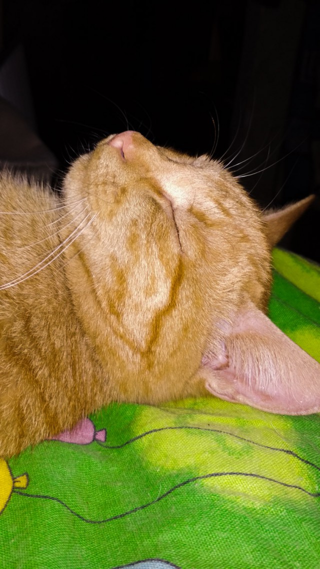 Котовторник ждали? А вот и он!