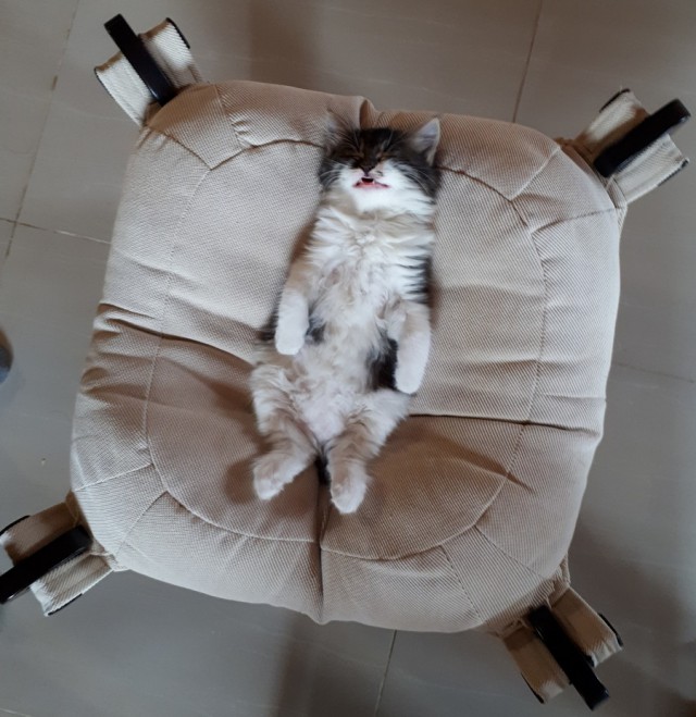 Прикольных котов пост
