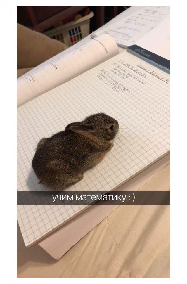 Живность из сети