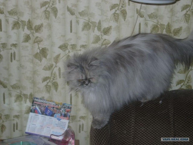 Котовторник  на  ЯПлакалъ