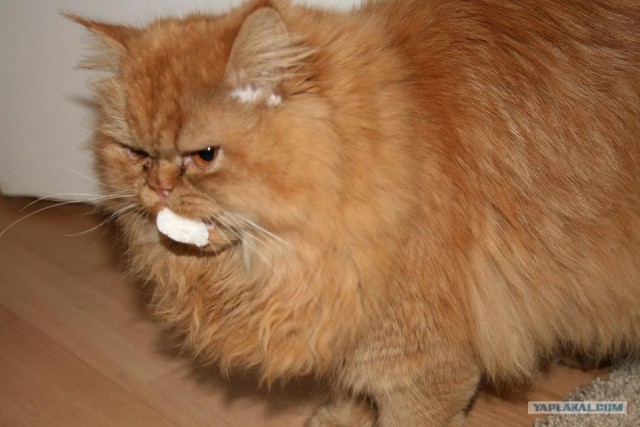 А как же котовторник?
