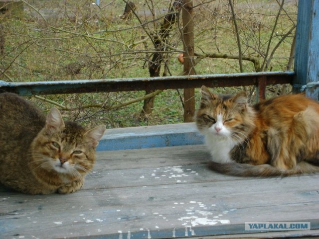 Котовторник на ЯПе (21.04.2009)