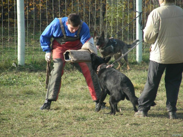 Немецкие овчарки