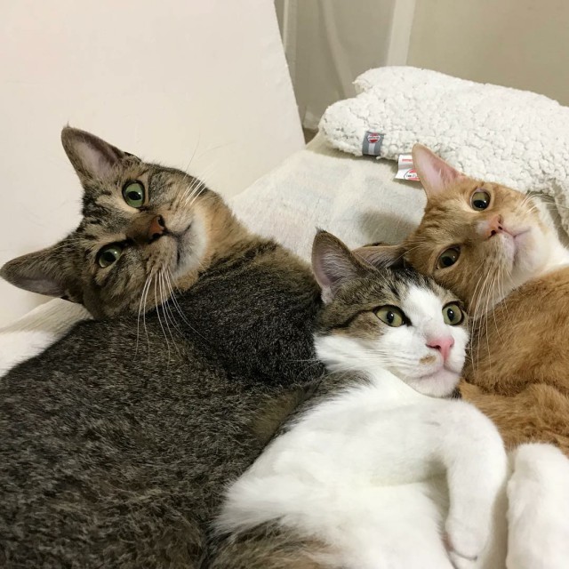 Прикольных котов пост