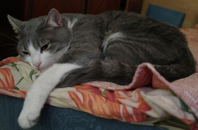 Котовторник (10.01.2012)