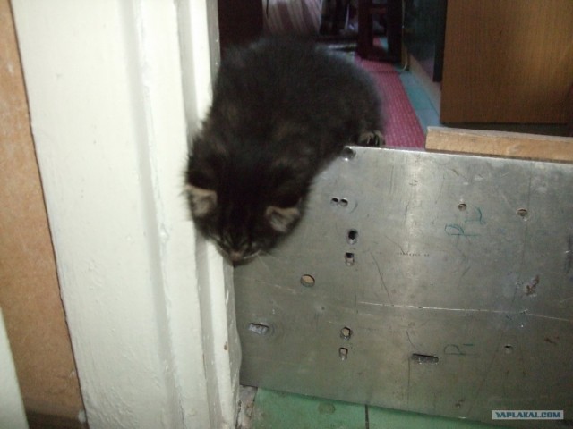 КОТОВТОРНИК (6.03.2012)