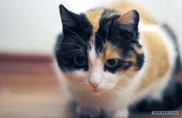 Котовторник 10.04.2012