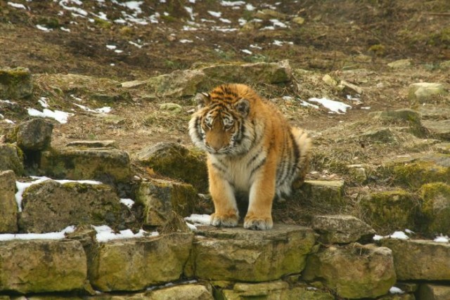 Тигр и его лучший друг