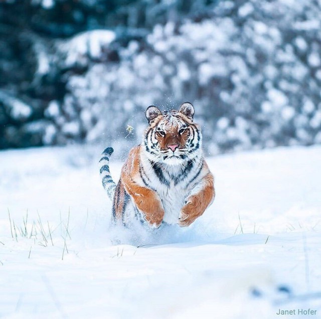Милые животные. Мимиметр сломался