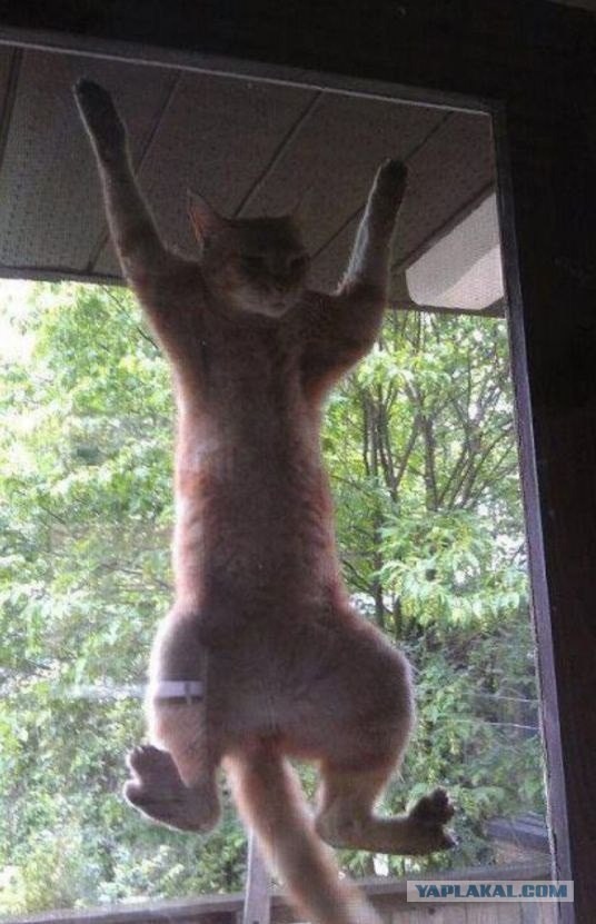 Ээээ! Че вы там жрете?