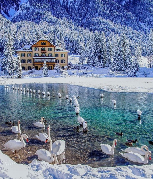 Живность из сети