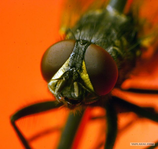 Симпатяжка