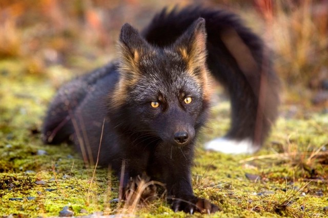 Чёрно-бурая лисица
