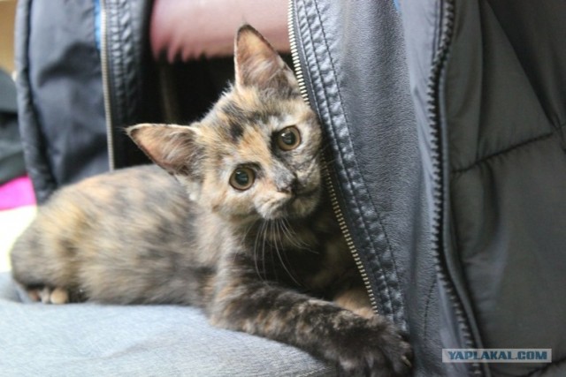 В нашем доме поселилось Счастье