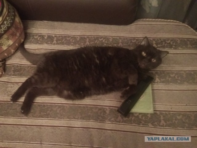 Просто мой кот