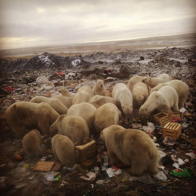Живность из сети