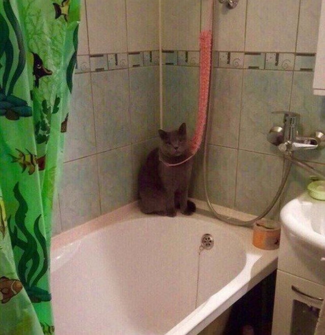 Коты из сети