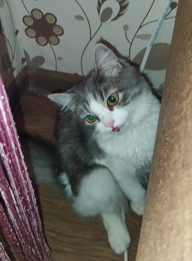 Котейка со стальными... нервами вышел подышать воздухом