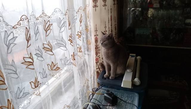 Котовторник 17.11.20
