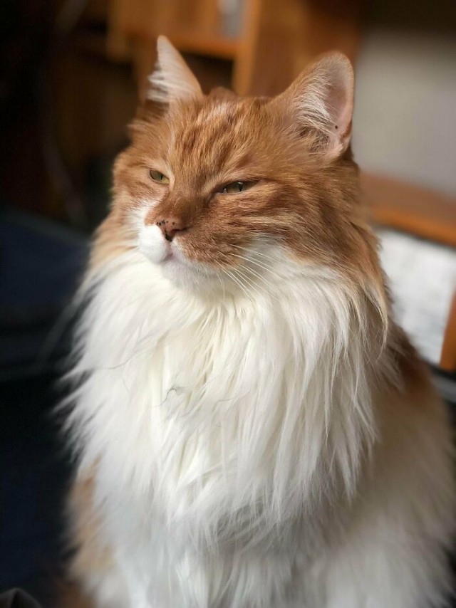 К - Котогеничность