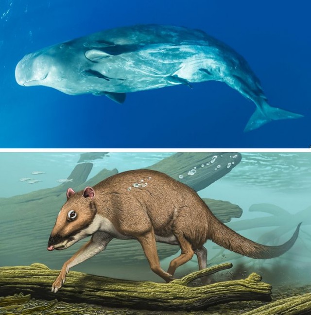 Фотосравнение животных с их доисторическими предками