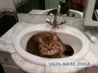 Кот - водяной!