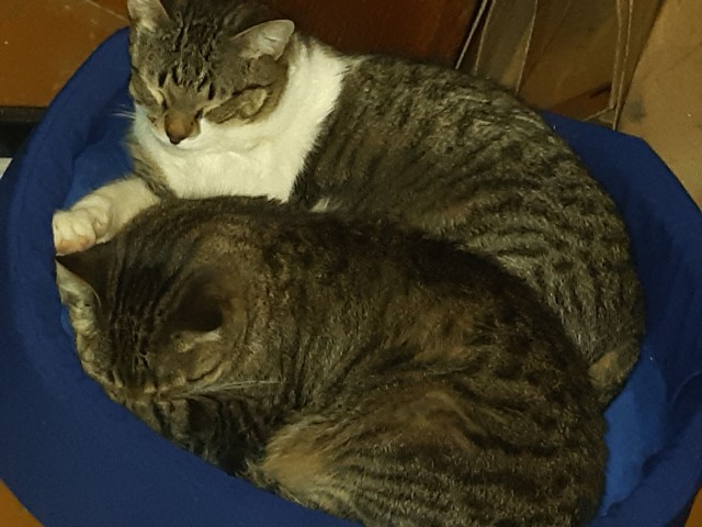 Кошке 19 лет