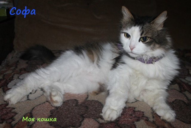 Жизнь домашнего приюта "Котоленд" 309