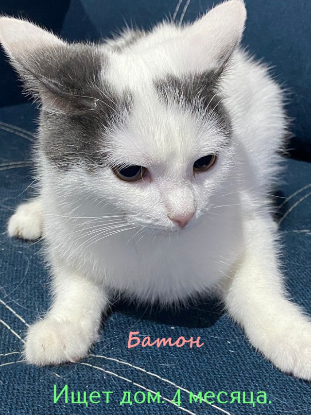 Жизнь домашнего приюта "Котоленд" 322