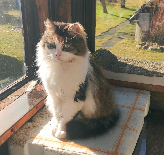 Рыжий кот