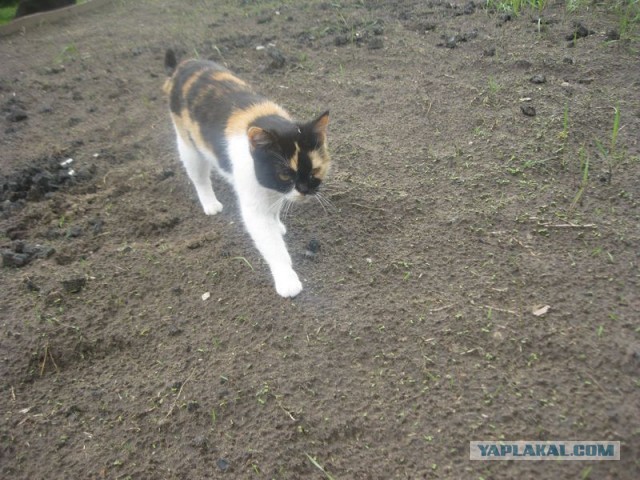 Жизнь домашнего приюта для котеек 397