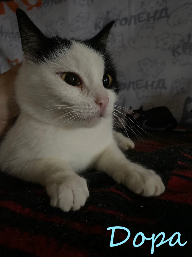 Жизнь домашнего приюта "Котоленд" 357