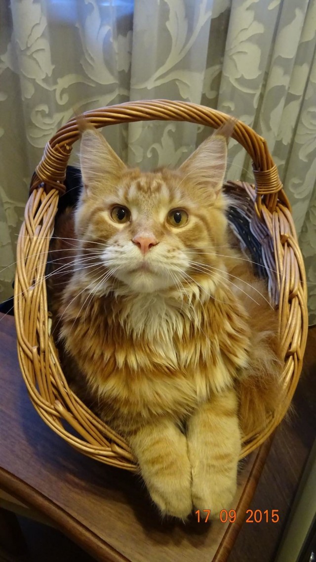Коты белые, 12 литров