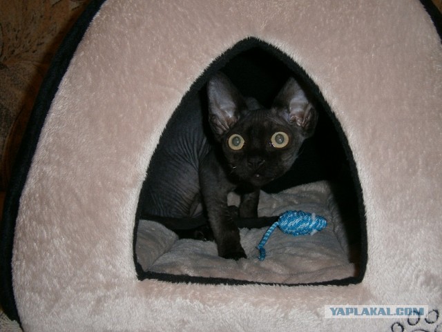 Котовторник 09.04.2013